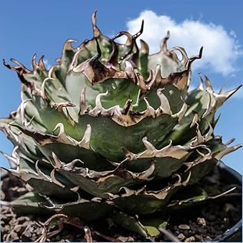 特選 アガベ チタノタ ハデス Hades 将来有望株 美株 鉢ごと アガベ チタノタ ハデス / Agave titanota 'Hades' #2 | Duck